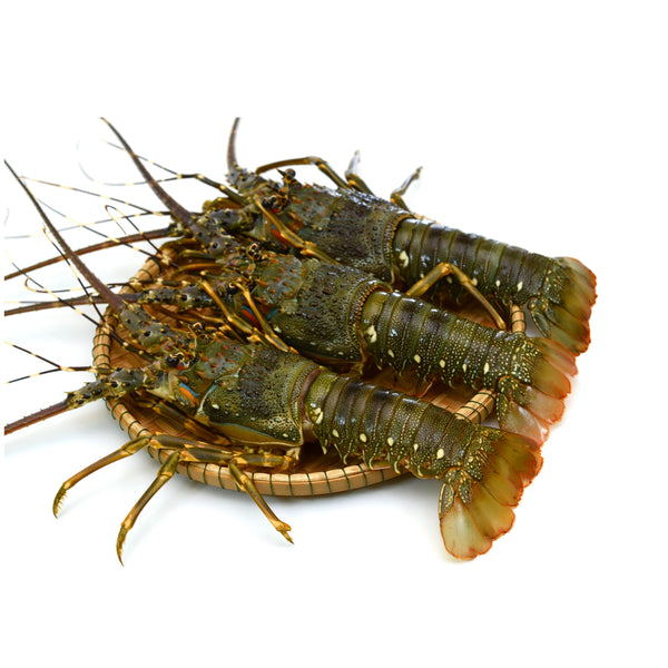 Rock Lobster Baby (6-8 C) – SeasTheDay